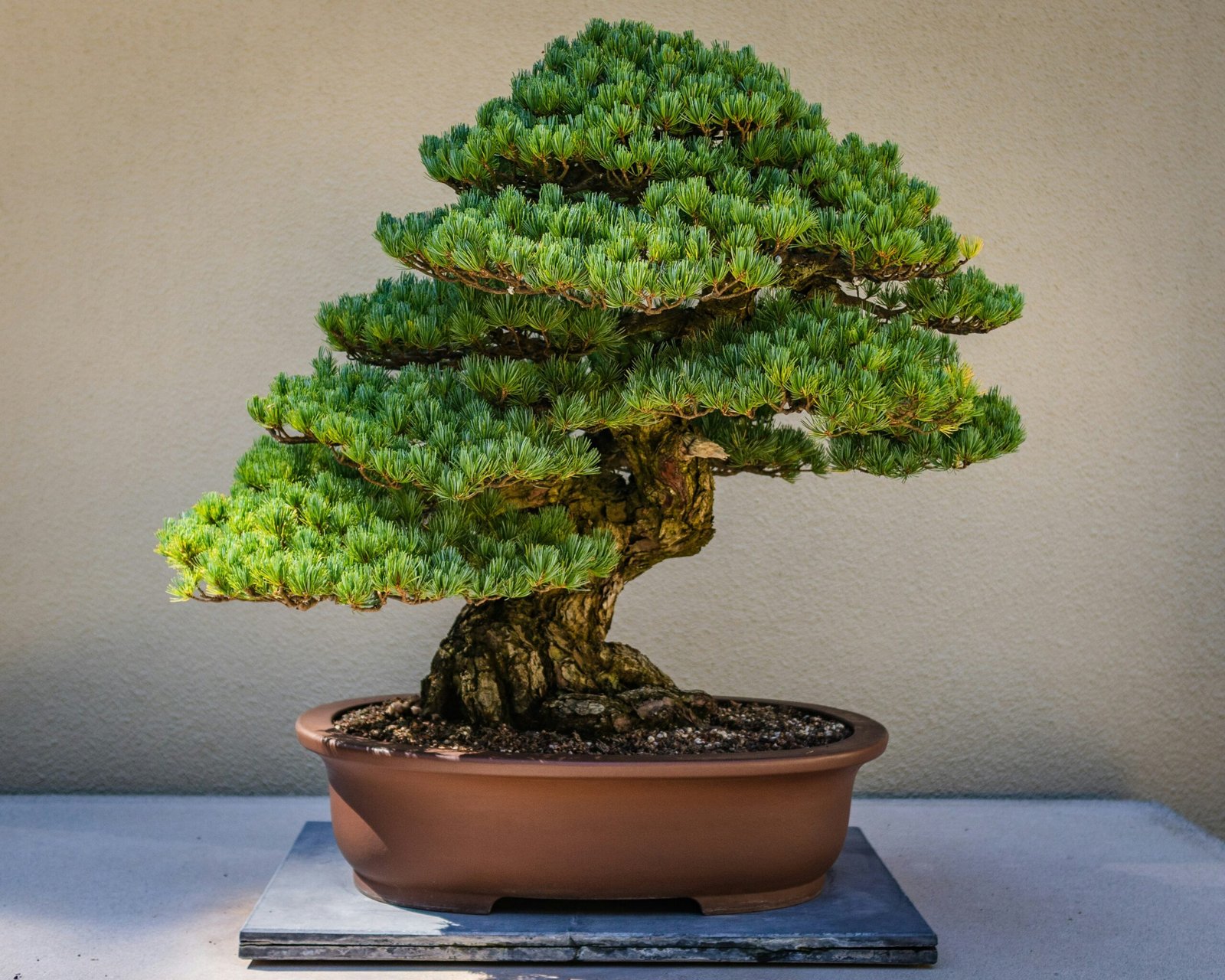 Ontdek de schoonheid van Bonsai